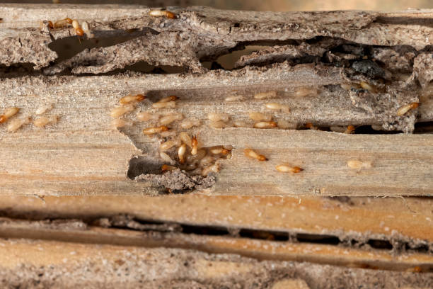 Best Affordable Pest Control Services  in Sevierville, TN