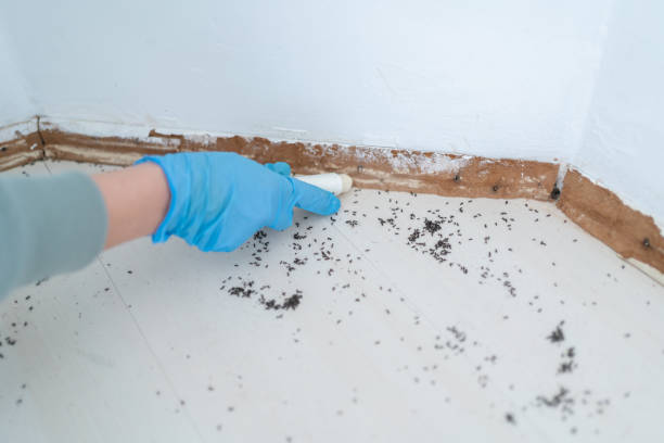 Best Termite Control Services  in Sevierville, TN